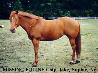 MISSING EQUINE Chip, Jake, Sophie, Near unknown, WA, 00000